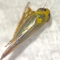 Cicadula quadrinotata